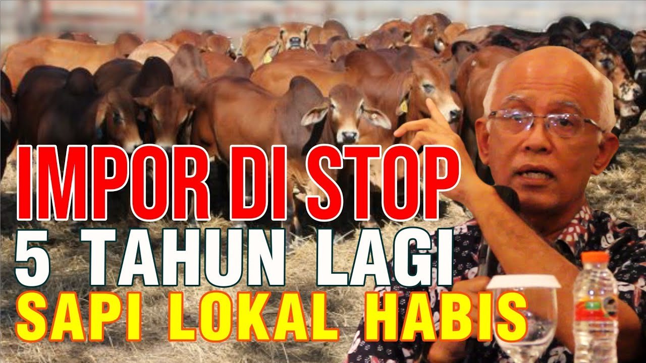 Impor Di Stop 5 Tahun Lagi Sapi Lokal Habis.jpg